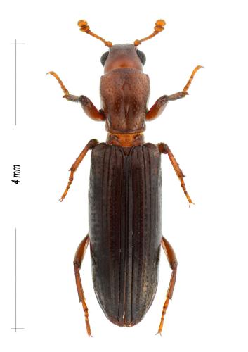 Ogmoderes angusticollis